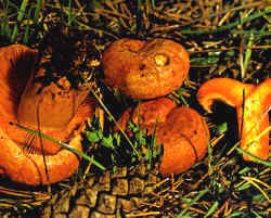 Detalles del carpóforo: En la reproducción se ha presentado la superficie del sombrero con forma regular, el margen incurvado y la característica decoración trazada sobre él.