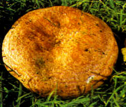 Detalles del carpóforo: En la reproducción se ha presentado la superficie del sombrero con forma regular, el margen incurvado y la característica decoración trazada sobre él.