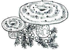 En el dibujo, además del aspecto, se ha querido también indicar su hábitat preferido debajo de plantas de enebro.