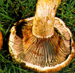 Variantes de la especie: La seta puede presentarse también con forma más abierta, con margen levantado casi a manera de embudo. Sin embargo, mantiene el borde incurvado. El color del sombrero es más claro.