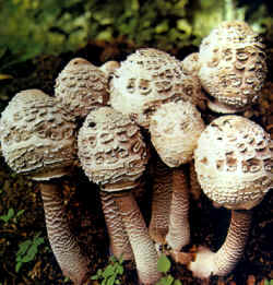 La seta comparada: En la ilustración se notan los sombreros abiertos, extendidos, la coloración más oscura en el sombrero y el anillo flocoso.