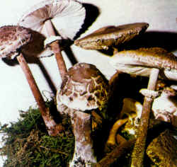 La seta comparada: En la ilustración se notan los sombreros abiertos, extendidos, la coloración más oscura en el sombrero y el anillo flocoso.