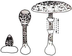 En el dibujo, se han presentado las diversas etapas de crecimiento de la especie, que, cuando es muy pequeña, aparece con una extraña apariencia, a manera de disco aplastado con el sombrero reducido a la forma cónica.