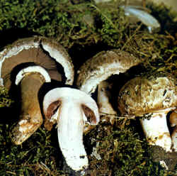 La seta comparada: La especie se compara con P. meleagris también decorada sobre el sombrero con escamas más pequeñas, con diferente olor y con la carne que se vuelve amarilla al frotarla además de presentar esta tonalidad en la base del pie. Huele a tinta. Se sospecha sea venenosa.