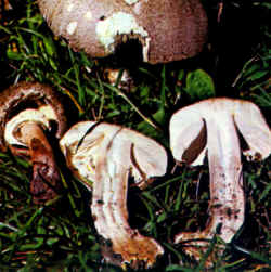 La seta comparada: La especie se compara con P. meleagris también decorada sobre el sombrero con escamas más pequeñas, con diferente olor y con la carne que se vuelve amarilla al frotarla además de presentar esta tonalidad en la base del pie. Huele a tinta. Se sospecha sea venenosa.