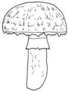 En el dibujo, se muestra la vistosa decoración sobre el sombrero y el anillo bastante carnoso y ascendente.