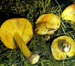 La seta comparada: La especie se compara con T. sejunctum, similar en el color del sombrero pero blanco en las laminillas y amargo de sabor. No es comestible.