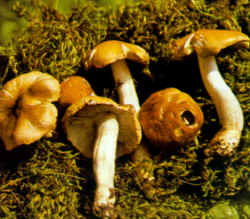 La seta comparada: La especie se compara con T. sejunctum, similar en el color del sombrero pero blanco en las laminillas y amargo de sabor. No es comestible.