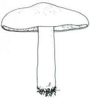 En el dibujo, se indica la característica decoración granulada sobre el sombrero que también se repite sobre el pie.