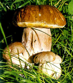 Boletus edulis, sub-especie clavipes o Boletus citrinus