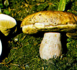 Boletus edulis, sub-especie clavipes o Boletus citrinus