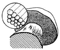 Estructura de la Boletus edulis