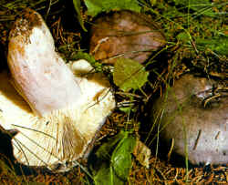 En el dibujo se ha indicado el sombrero con manchas y simbólicamente, su crecimiento bajo coníferas y planifolios