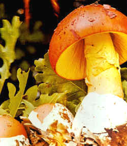 Las oronjas, como la Amanita caesarea, son adecuadas para elaborar platos en crudo o aliñadas