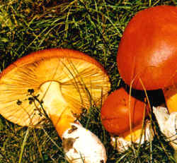 Variantes de la especie Amanita caesarea