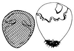 Detalles de la Amanita caesarea