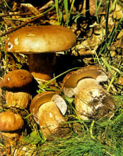 En el dibujo, se ponen en evidencia las características del himenio formado por poros muy próximos que constituyen la parte separable del sombrero