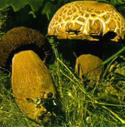 Detalles del carpóforo del Boletus aestivalis