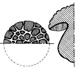 En el dibujo, se pone en evidencia la característica del sombrero con cutícula agrietada que le da el aspecto de superficie areolada