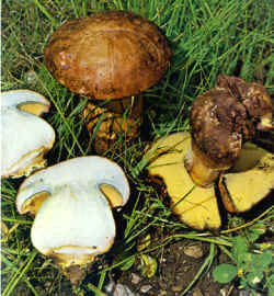 Se puede confundir con el Boletus especiosus 