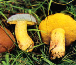 Se puede confundir con el Boletus especiosus 