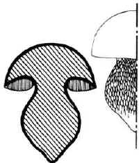 En el dibujo se muestra el perfil fusiforme del pie y el aspecto del pequeño reticulado que decora su superficie.