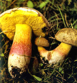 Se puede confundir con la Boletus appendiculatus que sin embargo no tiene la banda roja alrededor del pie y que además se distingue por el color más oscuro del sombrero. En la reproducción se nota el pequeñísimo reticulado amarillo del pie