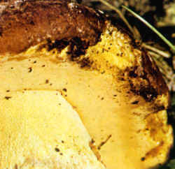 Se puede confundir con la Boletus appendiculatus que sin embargo no tiene la banda roja alrededor del pie y que además se distingue por el color más oscuro del sombrero. En la reproducción se nota el pequeñísimo reticulado amarillo del pie