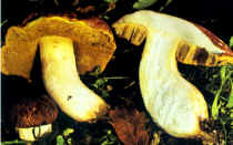 Boletus impolitus