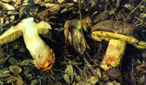 Boletus impolitus
