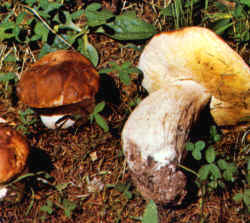 Se puede confundir con el Boletus edulis que se muestra en la foto, pero que sin embargo tiene la carne blanca, no amarillenta, reticulado en el pie y el color del sombrero es marrón-castaño. Además su tamaño es siempre mayor.