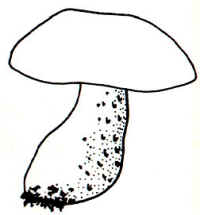 En el dibujo, se puede observar la decoración del pie que jamás cuenta con un reticulado.