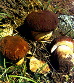 Variantes de la especie: Los ejemplares de esta reproducción, no formarían parte de la especie descrita. Sin embargo, se reconoce a la Boletus pinicola por el color rojo en el sombrero y en el pie. Además se notan los diversos colores de los poros en el himenio: a la izquierda blancos, a la derecha, amarillentos.