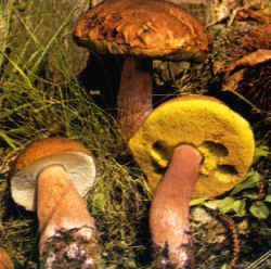 Variantes de la especie: Los ejemplares de esta reproducción, no formarían parte de la especie descrita. Sin embargo, se reconoce a la Boletus pinicola por el color rojo en el sombrero y en el pie. Además se notan los diversos colores de los poros en el himenio: a la izquierda blancos, a la derecha, amarillentos.