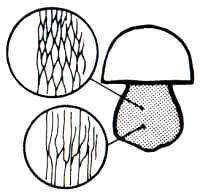 En el dibujo, se muestran diferentes tipos de reticulado sobre el pie del Boletus.