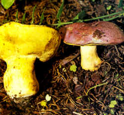 Se puede confundir con la especie de Boletus que tiene el sombrero rojizo, como la seta que aquí se reproduce. Además se observa una gran diferencia en el color de los poros que en este Boletus purpurens, es rojo y no amarillo.