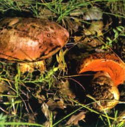 Se puede confundir con la especie de Boletus que tiene el sombrero rojizo, como la seta que aquí se reproduce. Además se observa una gran diferencia en el color de los poros que en este Boletus purpurens, es rojo y no amarillo.