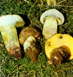 Detalles del carpáforo: Se ha querido destacar el color y la forma de los poros del himenio. Se observa la tonalidad amarillo intensa y la forma redondeada, con poros de gran diámetro en la seta desarrollada. También es característico el color del pie.