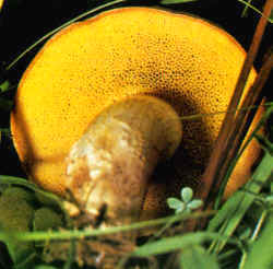 Detalles del carpáforo: Se ha querido destacar el color y la forma de los poros del himenio. Se observa la tonalidad amarillo intensa y la forma redondeada, con poros de gran diámetro en la seta desarrollada. También es característico el color del pie.