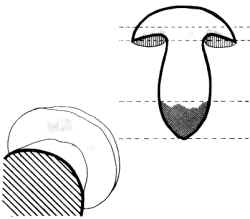 En el dibujo, se indican las zonas en las cuales los ejemplares, al frotarse, puede cambiar de color; y abajo, en Ia sección, los lugares donde se localiza el viraje: bajo los tubos y en la base del pie.