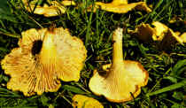 Cantharellus cibarius