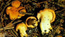 Cantharellus cibarius