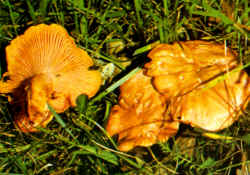 Variantes de la especie: Aquí se muestran algunos ejemplares con sombrero algo tomentoso y de color más rojo, anaranjado. Se trata de individuos que crecieron bajo planifolios, no obstante, su color más intenso.