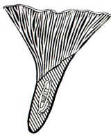 En el dibujo, se observa el desarrollo anastomosado de las nervaduras y en el pie la presencia, poco común, de una larva grande.