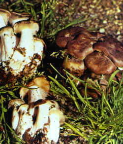 Comparación: Se compara con Clitocybe cinerascens, llamada también Lyopyllum fumosum, con características comestibles casi análogas, pero con el sombrero de distinto color, más gris, y un hábitat de alta montaña.