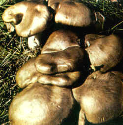 Comparación: Se compara con Clitocybe cinerascens, llamada también Lyopyllum fumosum, con características comestibles casi análogas, pero con el sombrero de distinto color, más gris, y un hábitat de alta montaña.