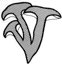 En el dibujo, se muestra, sección, la forma cespitosa en que se presenta esta especie.