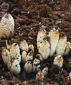 Detalles del carpóforo: Aquí se muestra un sombrero en la última fase de su desarrollo: abierto, lacerado, negro, con las gotas acuosas de las laminillas dehiscentes.