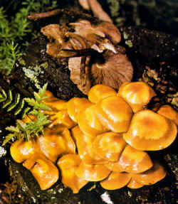 La seta comparada: La especie se compara con Hypholoma sublateritium que también crece sobre madera; diferente por el color más vivo, rojizo, del sombrero y porque las laminillas se vuelven negruzcas y no ocres. No es comestible y presenta un sabor amargo.