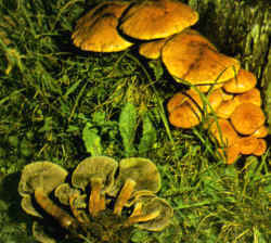 La seta comparada: La especie se compara con Hypholoma sublateritium que también crece sobre madera; diferente por el color más vivo, rojizo, del sombrero y porque las laminillas se vuelven negruzcas y no ocres. No es comestible y presenta un sabor amargo.